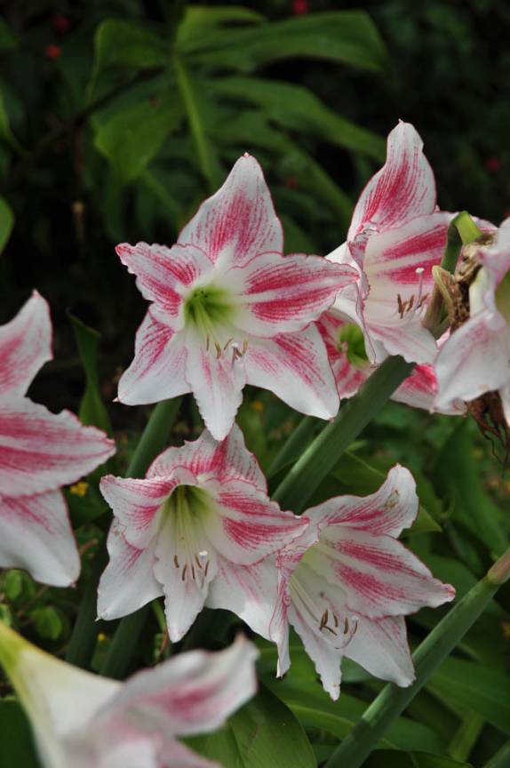 Flores no jardim de nosso hotel em Coroico, região dos yungas, na Bolívia